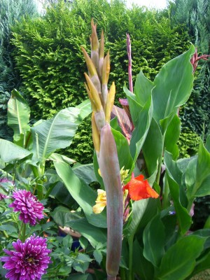 Canna Angel Martin 29.07.JPG