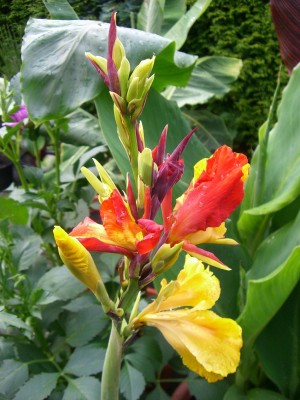 Canna Cleopatra..JPG