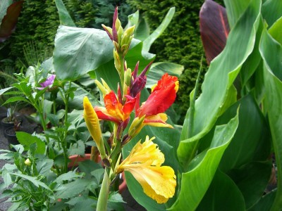Canna Cleopatra.JPG