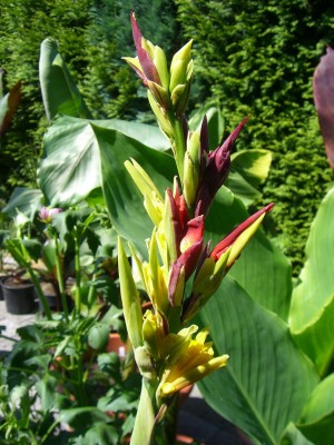 Canna Cleopatra Blüte 22.07.JPG