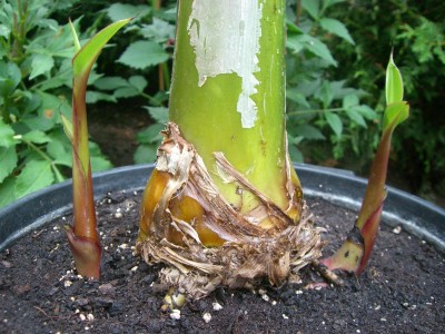 sikkimensis manipur kindelt.JPG