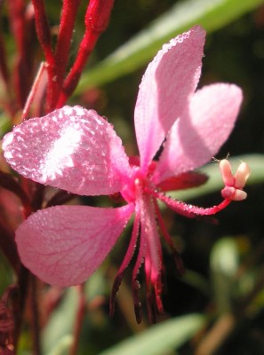 gaura.JPG