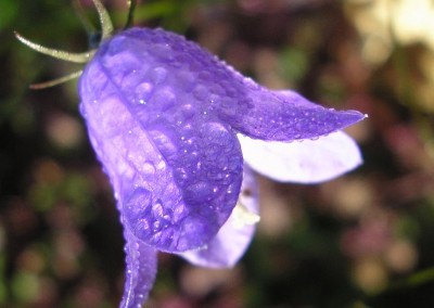 campanula.JPG