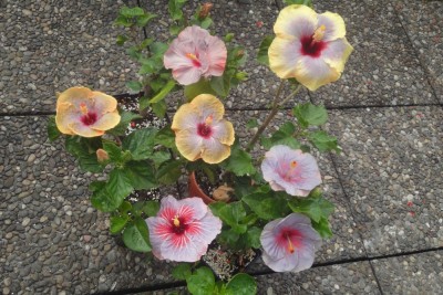 Hibiscus 30.07.2013.jpg