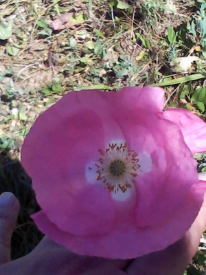 IMG123.JPG