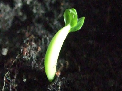 DSCF8615.JPG
