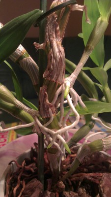 Dendrobium 2.jpg