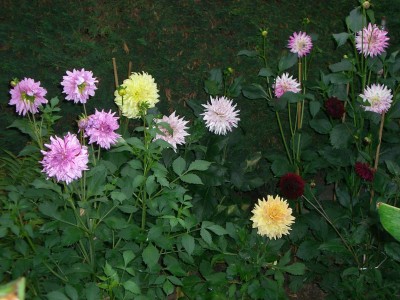 Dahlienbeet3.JPG
