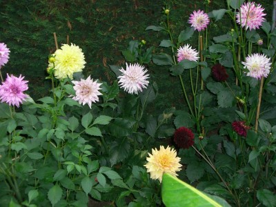 Dahlienbeet2.JPG