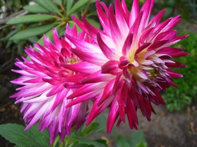 Dahlie Pretty Lucie.JPG