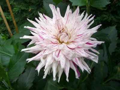 Dahlie Pink Peppermint.JPG