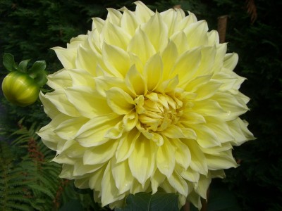 Dahlie Kelvin Floodlight.JPG