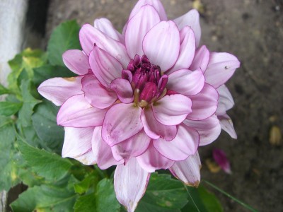 Dahlie Creme de Cassis.JPG