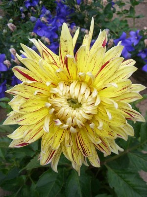 Dahlie Cambridge.JPG