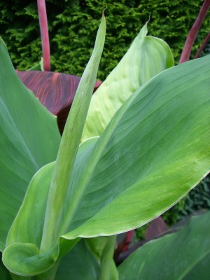 Canna Florence Vaughn schiebt jetzt auch bald ihre Blüte.JPG