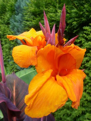 Canna Durban aufgenommen 30.07..JPG