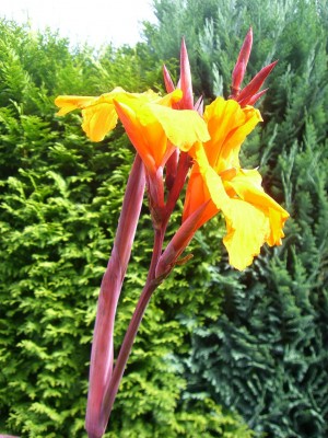 Canna Durban aufgenommen 30.07.JPG