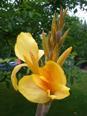 Canna Angel Martin aufgenommen 30.07..JPG