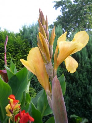 Canna Angel Martin aufgenommen 30.07.JPG
