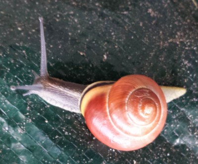 Schneckchen.jpg