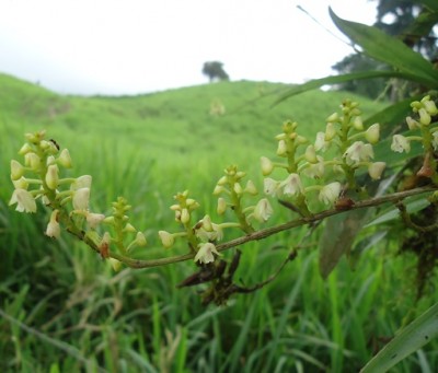 Orchidea sp. Manabí 1, 27.07.2013, DSC01146.JPG