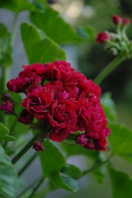 Pellis2013 318yy.jpg