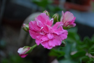 Pellis2013 314yy.jpg
