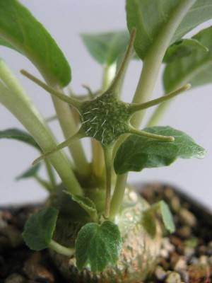 Dorstenia foetida_130731_02.JPG