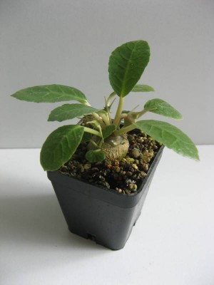 Dorstenia foetida_130731_01.JPG