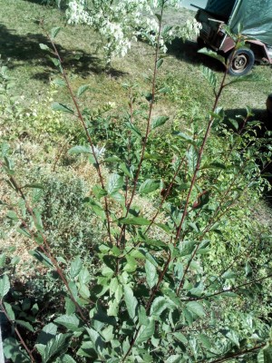 IMG170.JPG