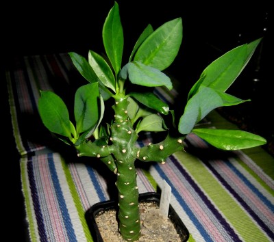 Euphorbia-nivulia-India.jpg