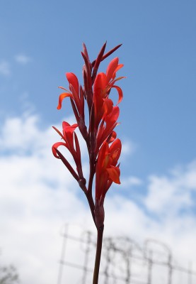 Canna russian red.JPG