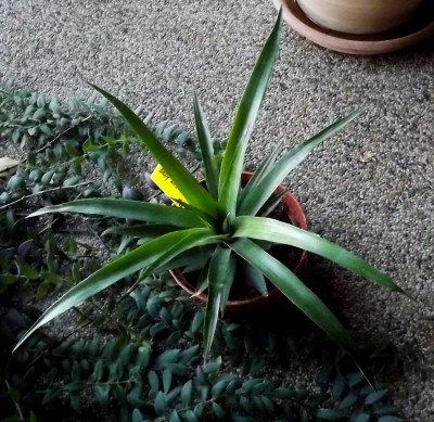 Ananas 02.08.2013.jpg