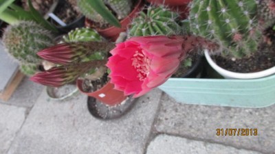 2013_1775.jpg
