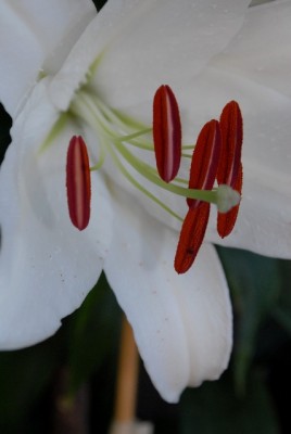 Lilien 032yy.jpg