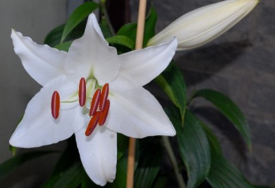 Lilien 031yy.jpg