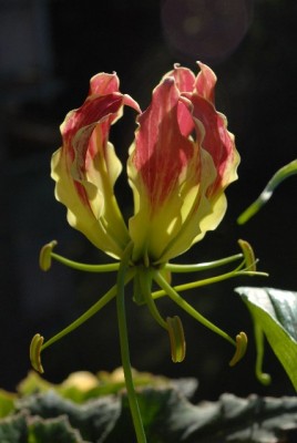 Gloriosa213 005yy.jpg