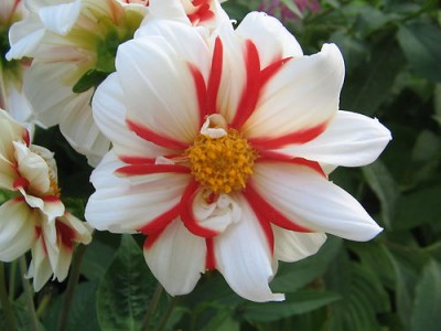 Dahlie - Fire and ice.jpg