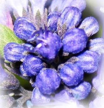 Augusträtsel letzter Versuch.jpg