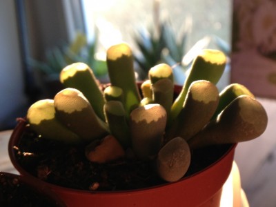 Haworthia truncata var maughanii.jpg