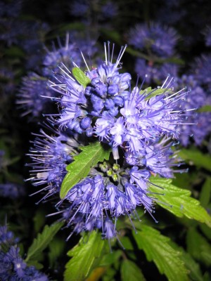 Bartblume Caryopteris_7449.jpg