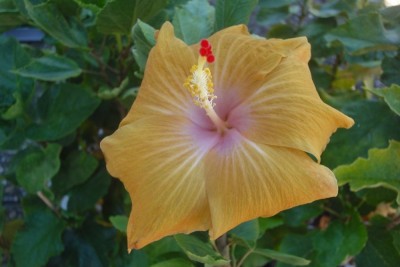 DSC07137 Fifth x Wallflower.jpg