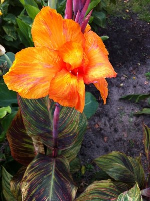 Tropicanna, Phasion, Durban.JPG