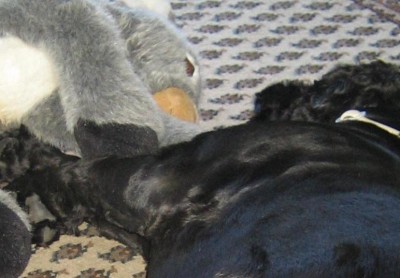 Garten 2013 198.jpg