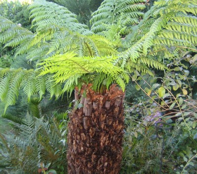 Garten 2013 195.jpg