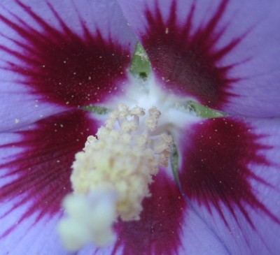 Garten 2013 169.jpg