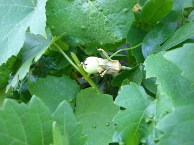 Carulea Frucht....jpg