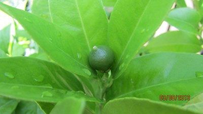 Orange Frucht.jpg