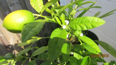 Limonella-2.jpg