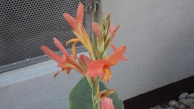 K800_20130803 Canna_1.JPG